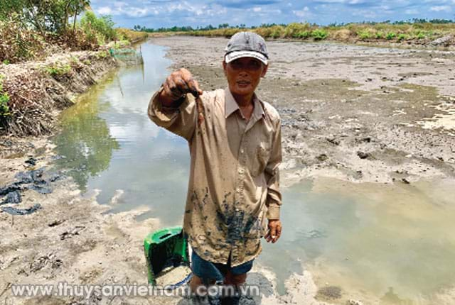 Gồng mình chống nóng nuôi tôm