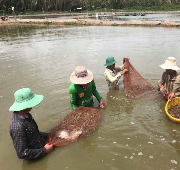 Vẫn thu hoạch, thu mua tôm bình thường