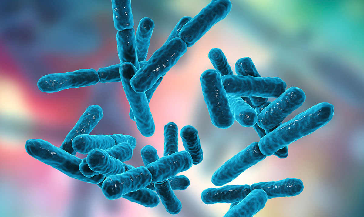 Vi khuẩn Bacillus coagulans giúp đề kháng bệnh hoại tử gan tụy cấp trên tôm
