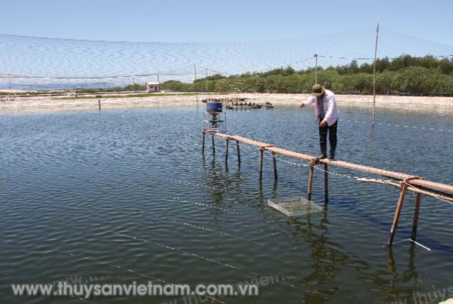 Giải pháp khắc phục khí độc trong ao tôm