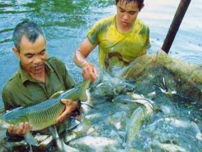 Chế phẩm sinh học Ambio cho Cá