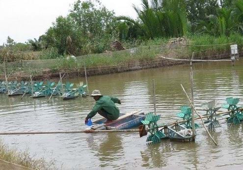 Nguy cơ bùng phát dịch bệnh trên tôm nuôi