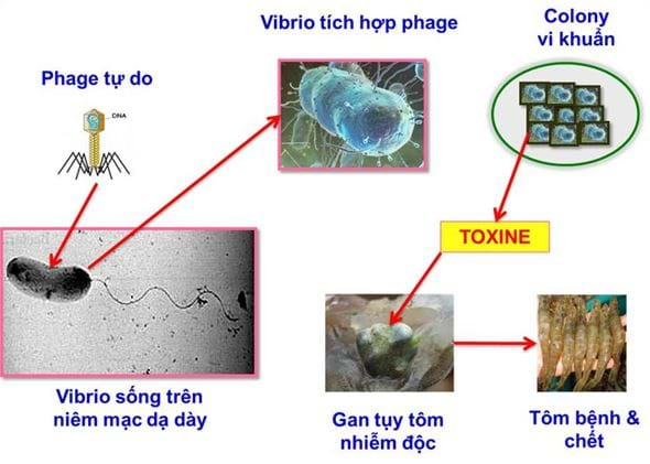 BỆNH HOẠI TỬ GAN TỤY