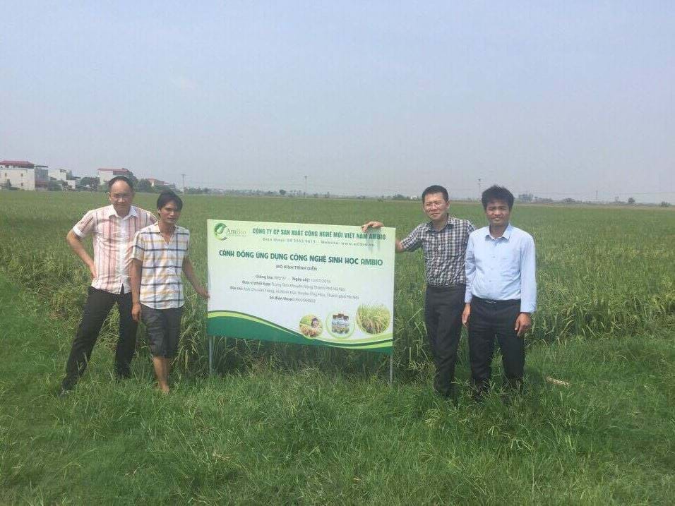 Ung Hoa - Ha Noi: Successfully applying Ambio probiotics to rice cultivation
