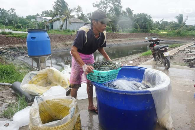 Mùa tôm mới – kỳ vọng mới