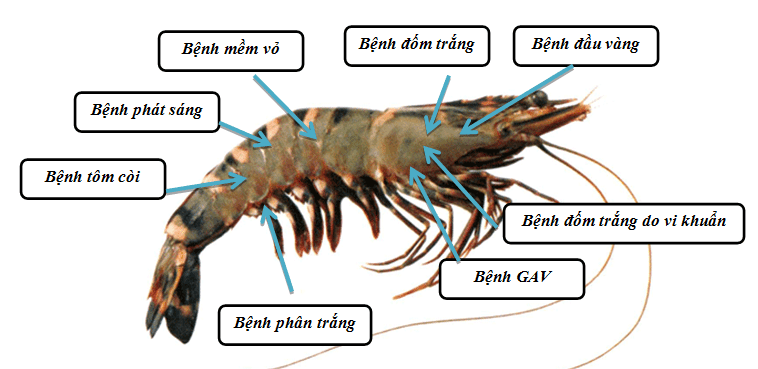 Quản lý môi trường đáy ao trong nuôi tôm