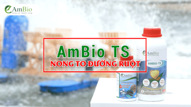 HDSD AmBio TS 