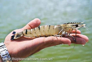 Chìa khóa xuất khẩu tôm 