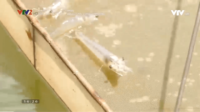 MvFood - Tăng lực tôm nuôi