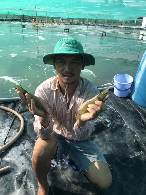 Bà con trúng tôm đậm tại Kiên Giang lãi 600 triệu