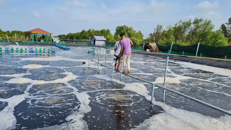 Chuyển đổi số ứng dụng trong nuôi tôm công nghệ cao