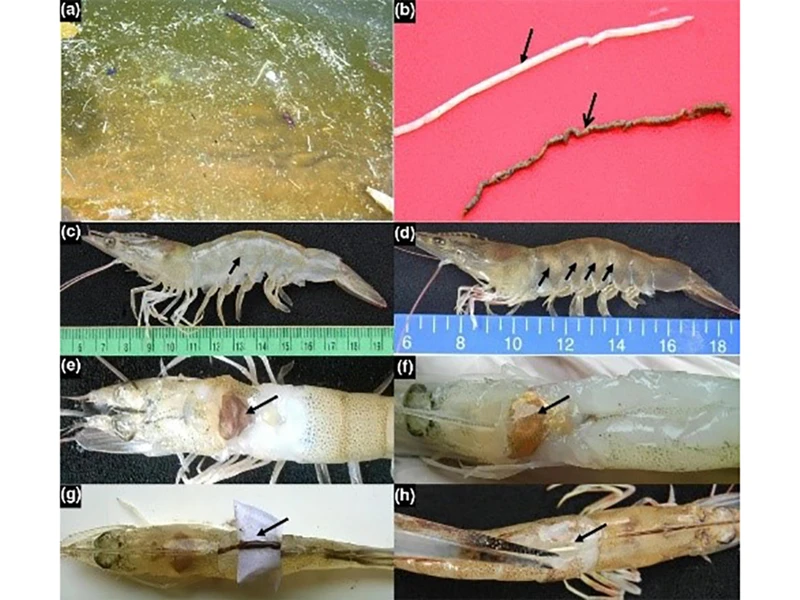 Xác định chi vi khuẩn có thể gây ra EHP-WFS trên tôm
