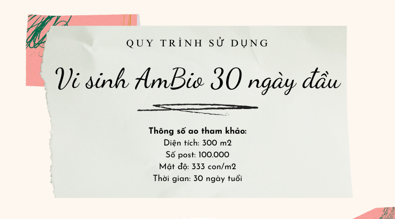 QUY TRÌNH SỬ DỤNG VI SINH AMBIO THÁNG ĐẦU TIÊN GIÈO TÔM