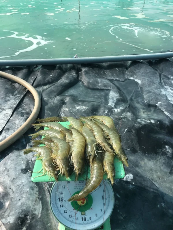 NHẬP KHẨU TÔM THẺ CHÂN TRẮNG GIẢM, TUY NHIÊN GIÁ CẢ ĐƯỢC CẢI THIỆN