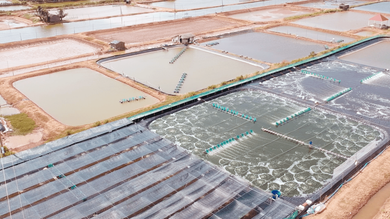 Xử lý đáy ao an toàn hiệu quả cho cả vụ nuôi