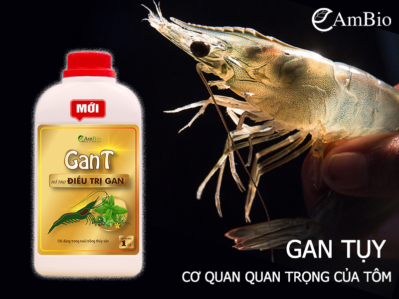 TẠI SAO LẠI PHẢI DƯỠNG GAN TRONG NUÔI TÔM CÔNG NGHIỆP?