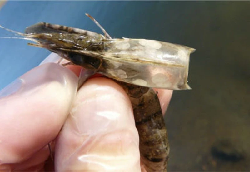 Oxit kẽm hoạt tính giảm tỷ lệ chết do virus đốm trắng 