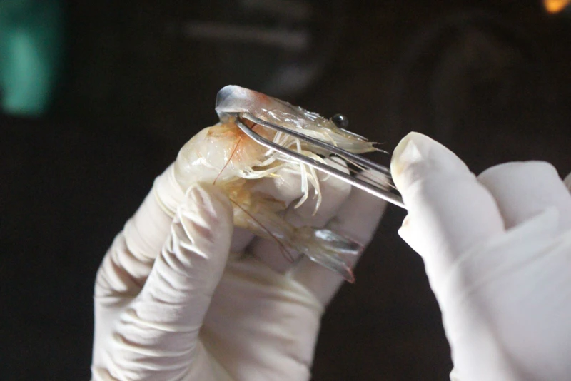 BỆNH GAN TỤY TRÊN GAN TÔM VÀ PHƯƠNG PHÁP ĐIỀU TRỊ HỖ TRỢ TỪ SẢN PHẨM AMBIO GANT