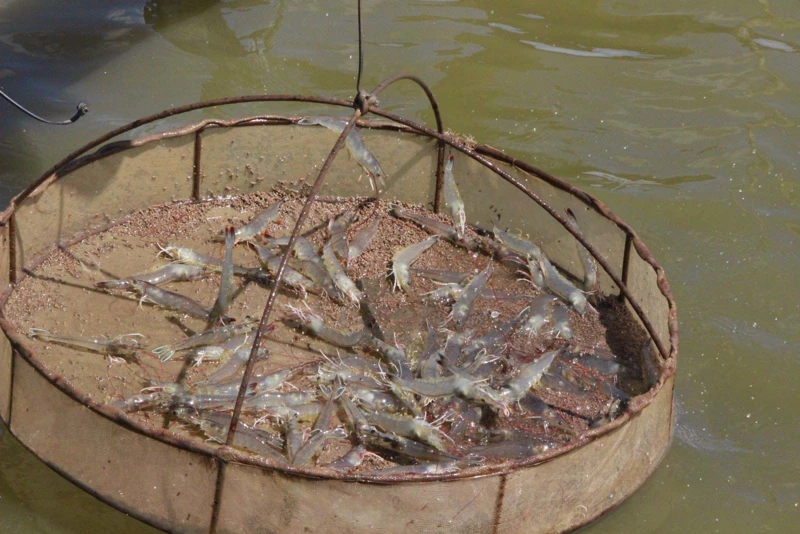 Ổn định hệ vi sinh trong ao nuôi tôm