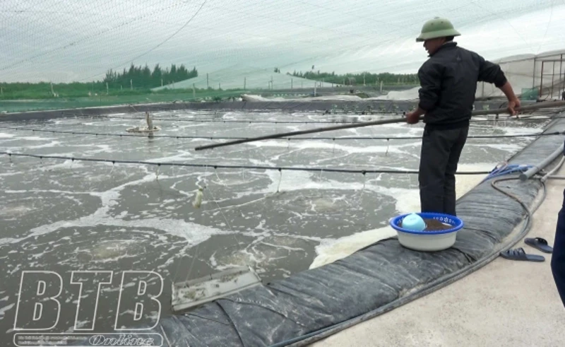 Nuôi tôm công nghệ cao ở Thái Bình, cứ 1ha bắt bán 30-40 tấn, đây là lý do tại sao nơi này nhiều tỷ phú