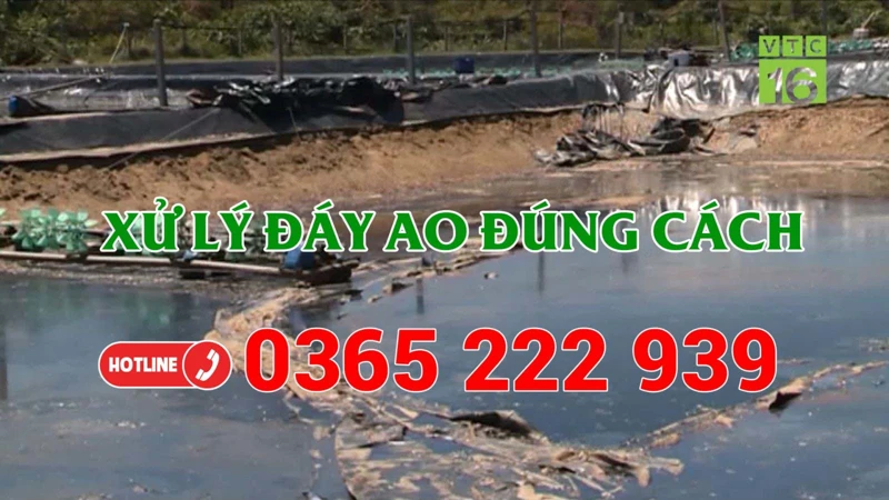 Giá tôm đang tăng và còn tiếp tục tăng