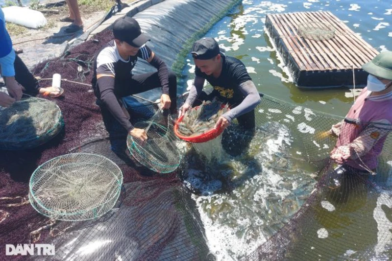 Chủ hồ tôm trúng vụ mùa kỷ lục, thu lãi 2,5 tỷ đồng