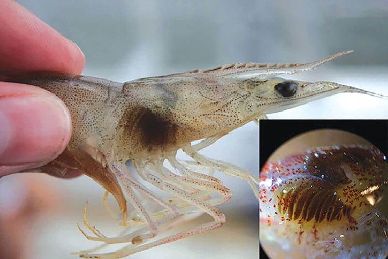 Nguyên nhân và cách điều trị bệnh đen mang trên tôm 