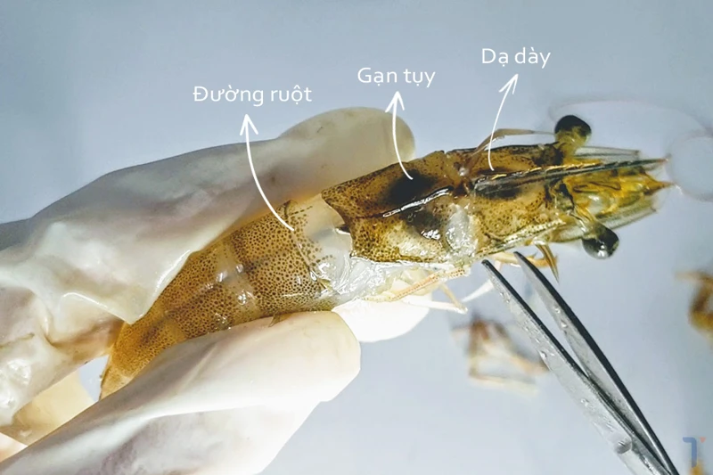 Chi tiết cấu tạo tôm thẻ chân trắng