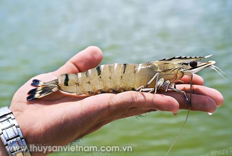 Công bố nghiên cứu giải pháp nuôi tôm hiệu quả