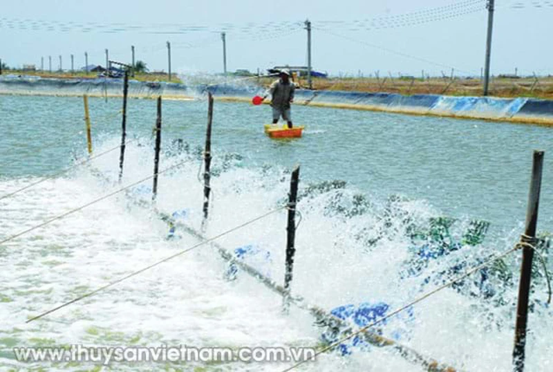 Giải pháp cho ao nuôi thời điểm giao mùa