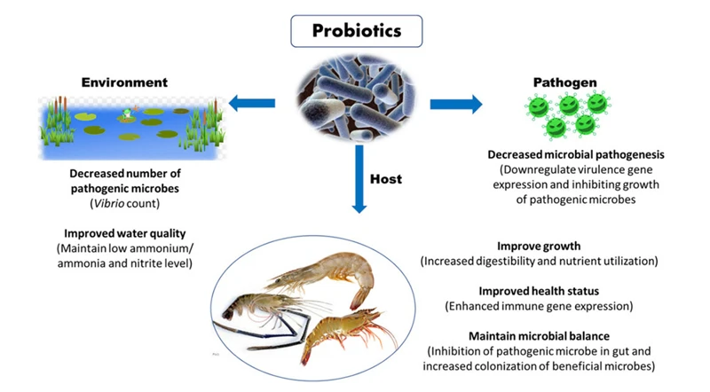 Chiến lược kiểm soát bệnh hoại tử gan tụy cấp tính (AHPND) trên tôm nuôi (P.1)