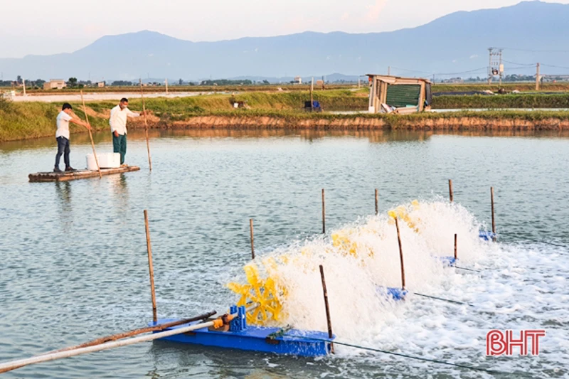 Hà Tĩnh: Người nuôi tôm mạnh dạn đầu tư thâm canh, mở rộng sản xuất