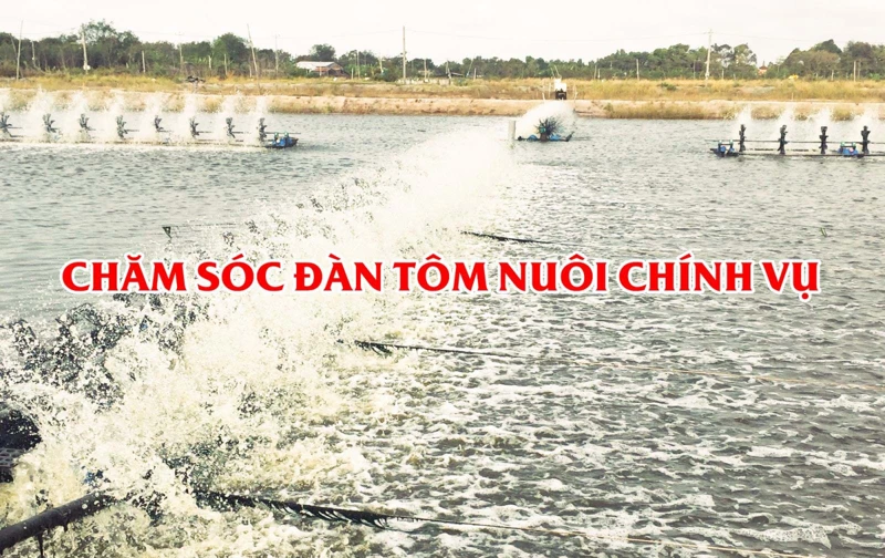 Chăm sóc đàn tôm nuôi chính vụ