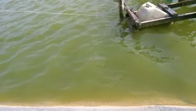  Xử lý đáy ao nuôi tôm đúng cách với Ambio Bott: Hiệu quả tối ưu, tiết kiệm chi phí