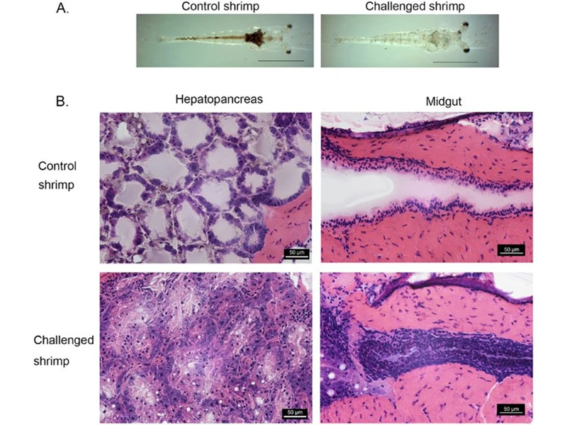 Một chủng mới có độc lực gấp 1000 lần hoại tử gan tụy cấp tính trên tôm nuôi