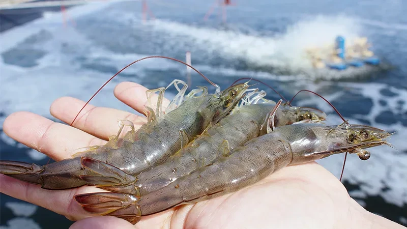 GIẢM FCR TRONG NUÔI TÔM AN TOÀN SINH HỌC