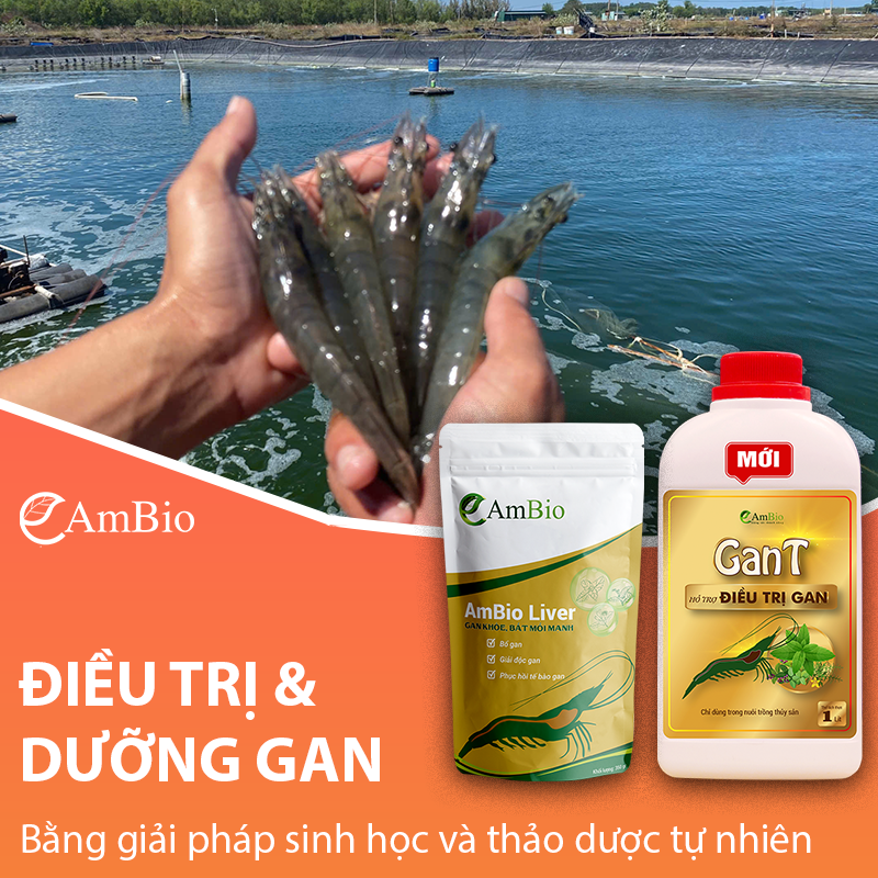 DƯỠNG GAN HIỆU QUẢ BẰNG GIẢI PHÁP SINH HỌC CỦA AMBIO