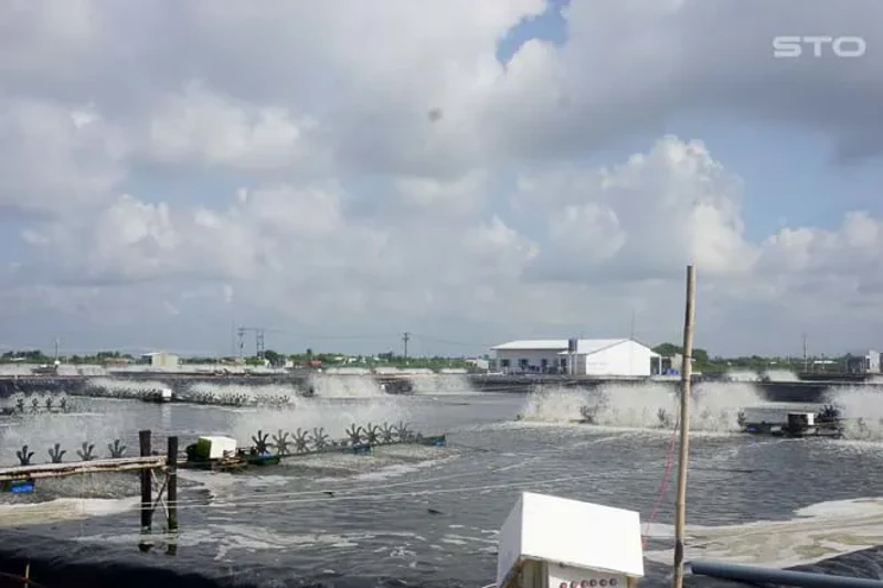 AmBio – Giải pháp nuôi tôm trong mùa mưa bão 2021 