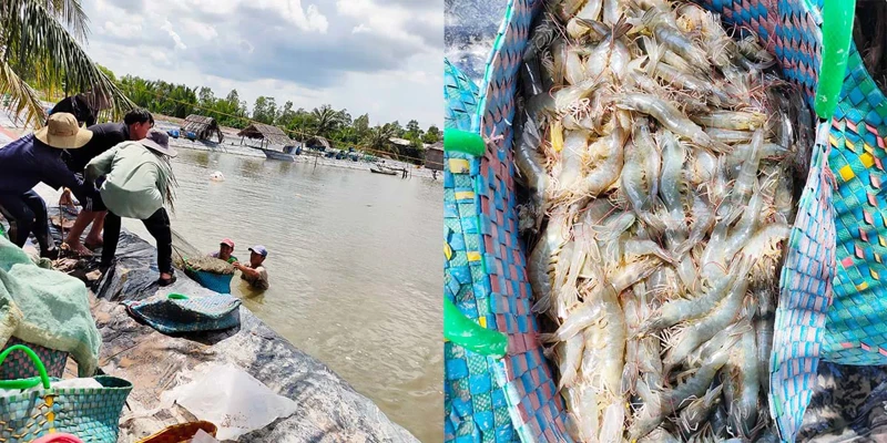 Khi nông dân chuộng nuôi tôm bền vững