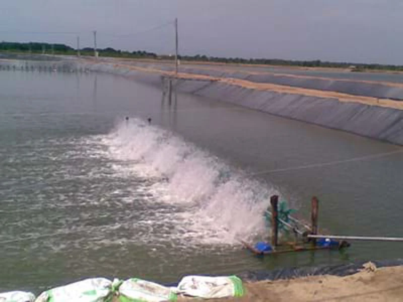 Chế phẩm sinh học Ambio cho Tôm