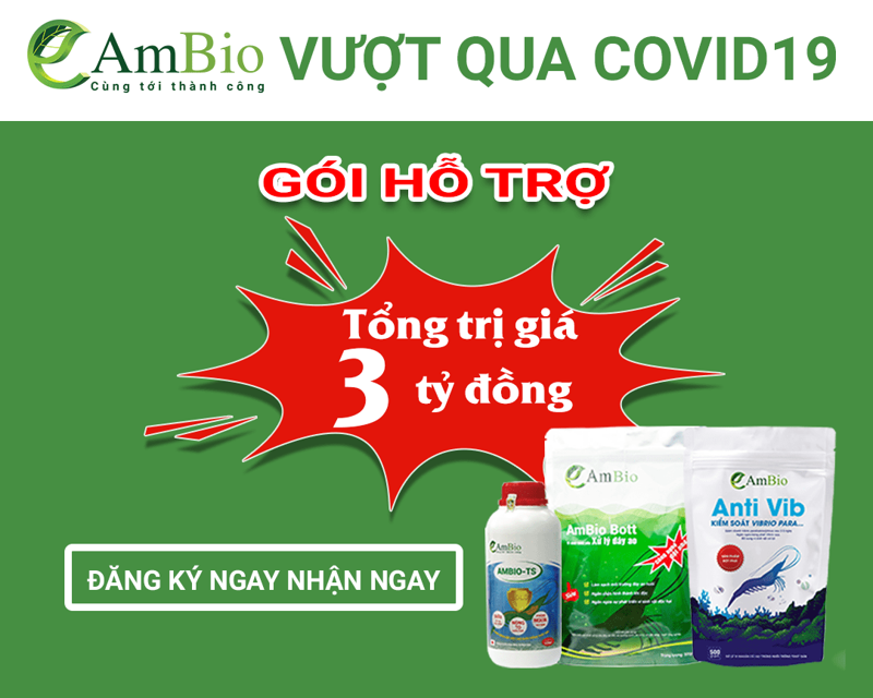 AMBIO HỖ TRỢ BÀ CON NUÔI TÔM DÙNG SẢN PHẨM 2 TUẦN MIỄN PHÍ