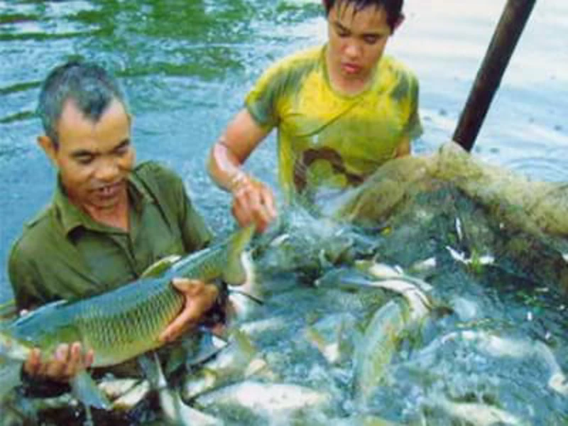 Chế phẩm sinh học Ambio cho Cá