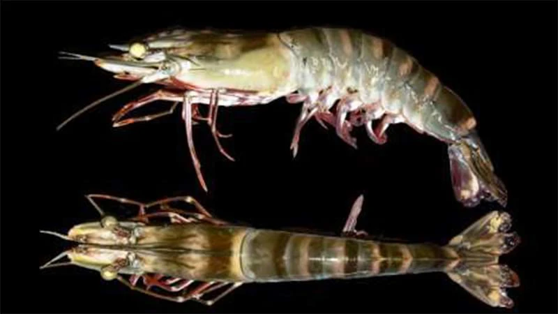 Điều gì xảy ra trên tôm nhiễm vi khuẩn Vibrio harveyi và V. parahaemolyticus