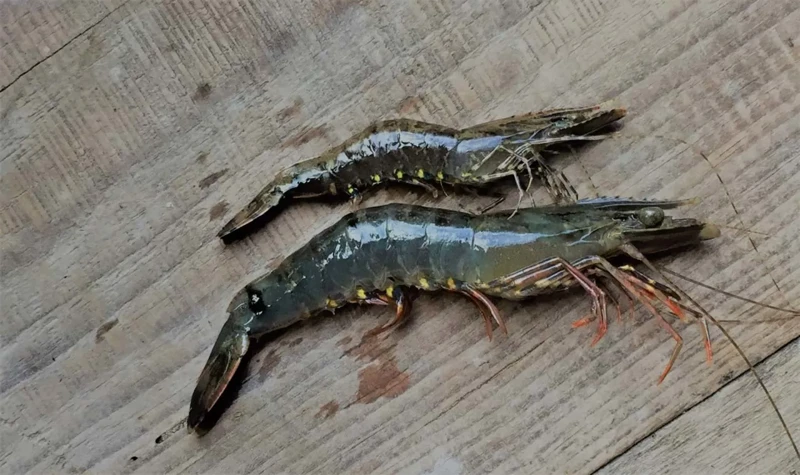 Khắc phục hiện tượng tôm sú chậm lớn