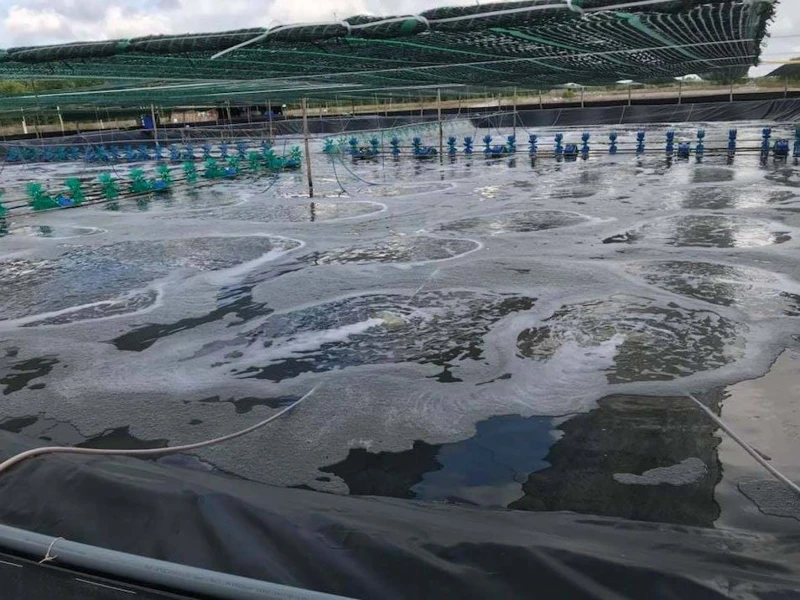 Cải tạo ao nuôi tôm và quy trình cấp nước và các bước xử lý ban đầu trong ao tôm