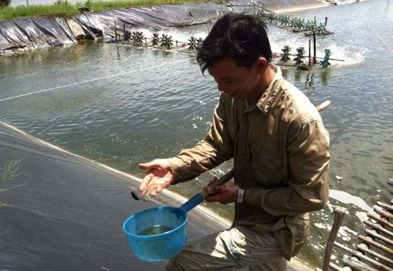 Tránh lạm dụng kháng sinh, hướng tới nuôi tôm an toàn, bền vững. Bí quyết tránh ô nhiễm, đảm bảo môi trường nước ao nuôi cho tôm.