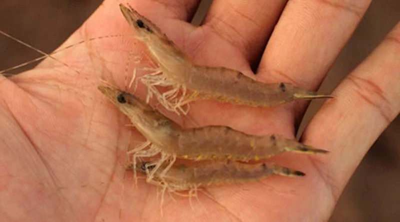 Khắc phục hiện tượng tôm chậm lớn