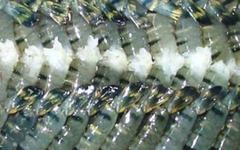 Tận dụng cơ hội bứt phá tại Canada