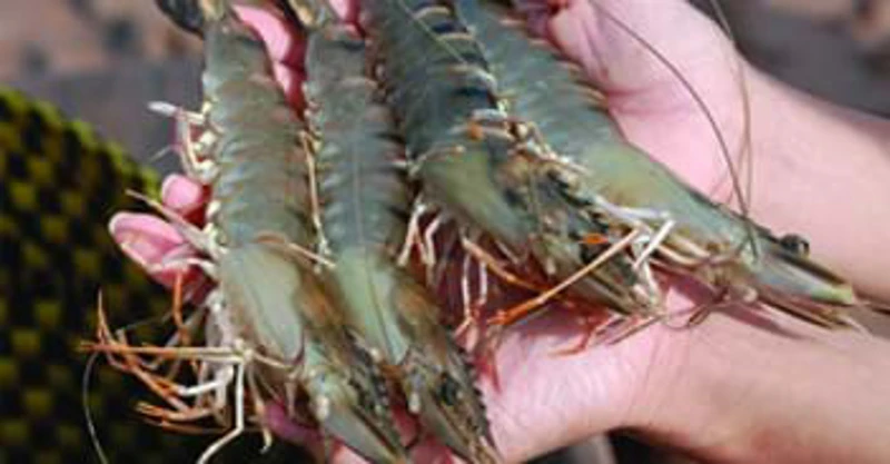 PHÒNG NGỪA BỆNH ĐƯỜNG RUỘT TRÊN TÔM THẺ CHÂN TRẮNG