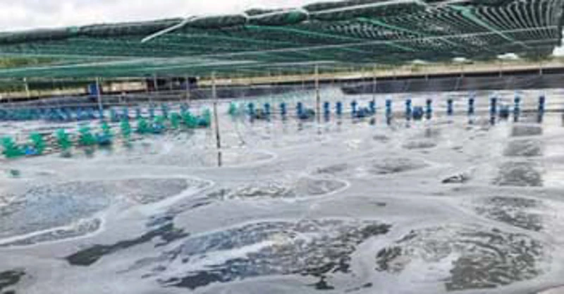 Cải tạo ao nuôi tôm và quy trình cấp nước và các bước xử lý ban đầu trong ao tôm